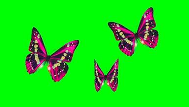 绿幕蝴蝶飞舞视频的预览图